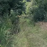 Zum Waldfrieden Gasthuis